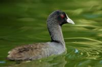 New Zealand -fauna