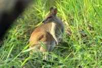 Agile wallaby