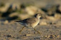 Calidris canutus