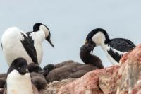 Phalacrocorax bransfieldensis