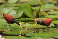 Jacana spinosa