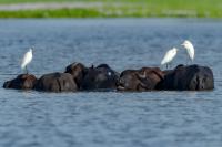 Wild water buffalo