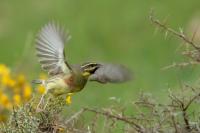 Emberiza cirlus