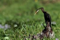 Anhinga melanogaster