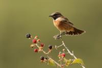 Saxicola rubicola