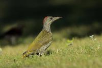 Picus viridis