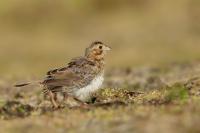 Emberiza calandra