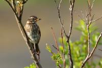 Turdus iliacus