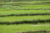 Sri Lanka Landscape