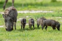 Common warthog