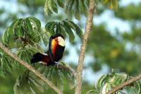 Ramphastos toco