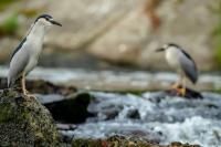 Nycticorax nycticorax