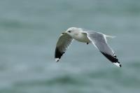 Larus canus