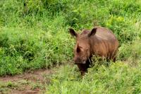 White rhinoceros