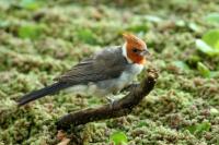 Argentina fauna