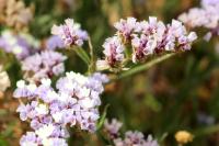 Cyprus FLORA