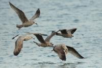 Larus argentatus