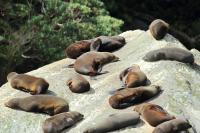 New Zealand sea lion