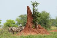 Tanzania - LANDSCAPE