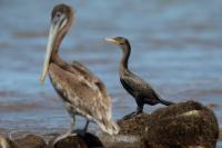 Phalacrocorax brasilianus