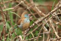 Uraeginthus cyanocephalus