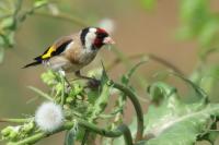 Cyprus FAUNA