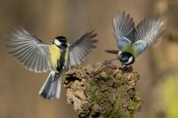 Parus major