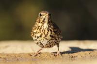 Turdus viscivorus