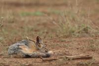 Black-backed jackal