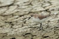 Calidris ruficollis