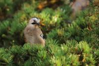 Garrulus glandarius atricapillus