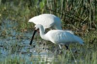 Platalea leucorodia