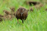 Gallirallus australis