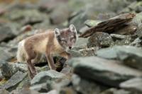 Arctic fox