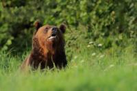 Brown bear