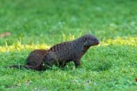 Banded mongoose