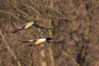 Mergus merganser