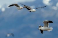 Larus dominicanus