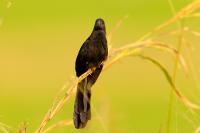 Crotophaga sulcirostris