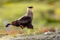 Caracara plancus