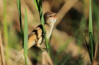 Acrocephalus arundinaceus