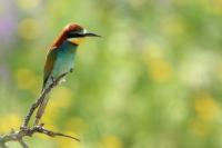 Merops apiaster