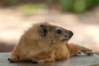 Bush hyrax