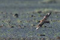 Stercorarius skua