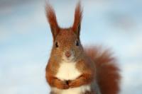 Red squirrel