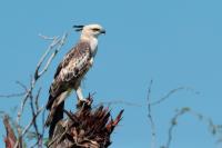 Nisaetus cirrhatus