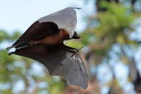 Indian flying fox