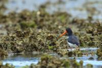 Haematopus fuliginosus