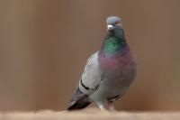 Columba livia domestica