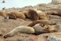 South American sea lion